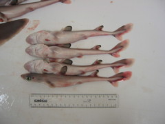 Northern Spiny Dogfish photo 2