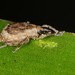 Rice Water Weevils - Photo (c) Jason M Crockwell, some rights reserved (CC BY-NC-ND), uploaded by Jason M Crockwell