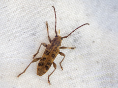 Pempsamacra dispersa