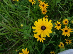 Rudbeckia hirta pulcherrima