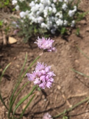 Allium geyeri