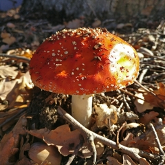 Amanita muscaria