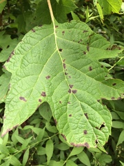 Cercospora hydrangeae