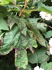 Cercospora hydrangeae