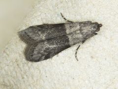 Vitula insula