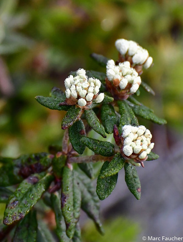 Rhododendron groenlandicum iNat (3)