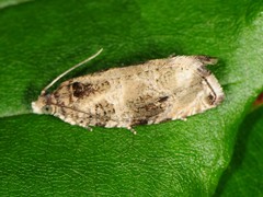 Olethreutes appendiceum