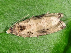 Olethreutes appendiceum