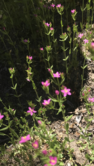 Zeltnera muehlenbergii