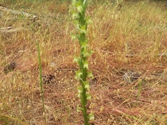 Piperia