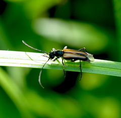 Anastrangalia dubia