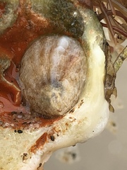 Crepidula onyx