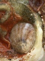 Crepidula onyx