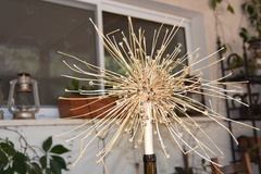 Allium schubertii