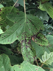 Cercospora hydrangeae