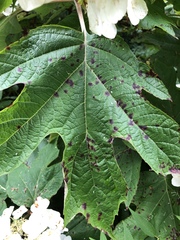 Cercospora hydrangeae