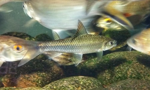 Sickle-fin labeo (Lobocheilos falcifer) — Cyprinidae