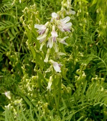 Astragalus racemosus