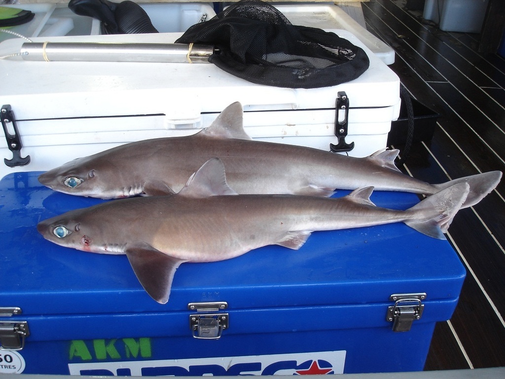 Kermadec Spiny Dogfish