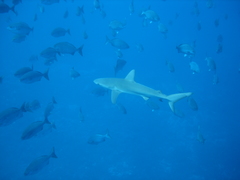 Carcharhinus galapagensis
