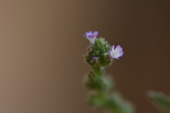 Verbena supina
