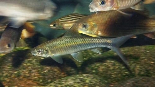 Sickle-fin labeo (Lobocheilos falcifer) — Cyprinidae — 4