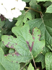 Cercospora hydrangeae