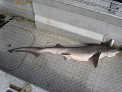 Notorynchus cepedianus