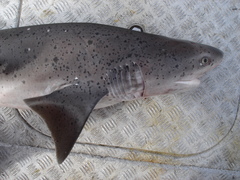 Notorynchus cepedianus