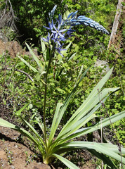 Camassia cusickii