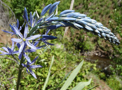 Camassia cusickii