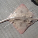 New Zealand Rough Skate - Photo (c) Clinton Duffy, some rights reserved (CC BY-NC), uploaded by Clinton Duffy