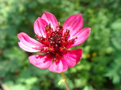 Cosmos purpureus
