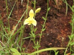 Spathoglottis pubescens