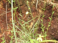 Spathoglottis pubescens