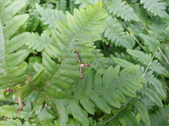 Oxyptilini