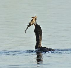 Hypostomus