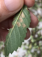 Stegophora ulmea