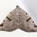 V-Moth - Photo (c) Martin Grimm, some rights reserved (CC BY-NC), uploaded by Martin Grimm
