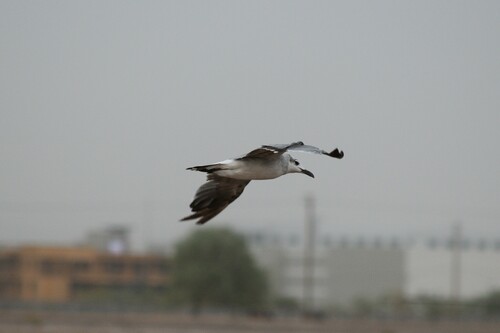 Laughing Gull photographed in Arizona