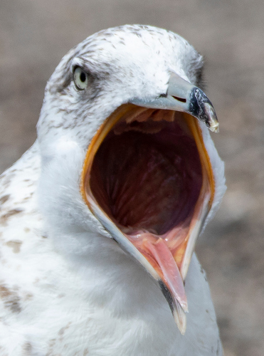 Ring-billed Gull｜环嘴鸥 参考照片
