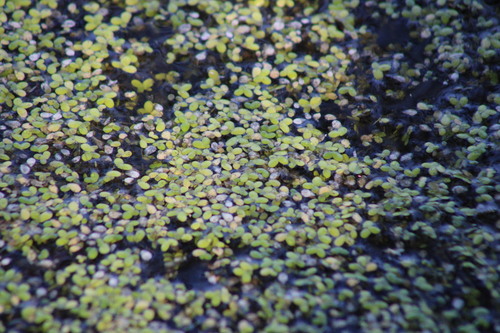Image of Turion Duckweed (Lemna turionifera) by (c) Tatiana Strus, some rights reserved (CC BY)