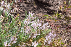 Astragalus andersonii