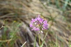 Allium bisceptrum