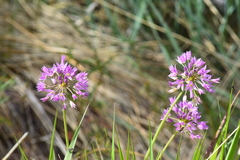 Allium bisceptrum