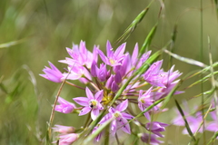 Allium bisceptrum