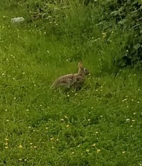 Sylvilagus floridanus