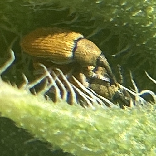 Red Sunflower Seed Weevil photo 3