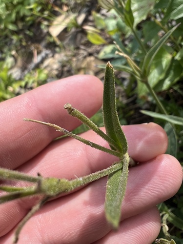 Image of Silene parryi by (c) Rob.id, some rights reserved (CC BY)