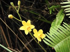 Spathoglottis pubescens